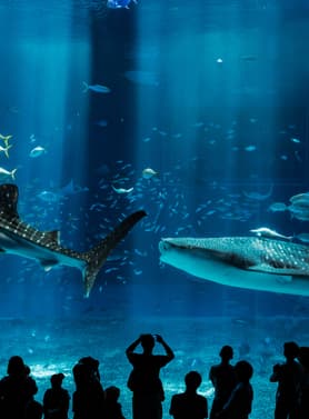 19573 ทัวร์ญี่ปุ่น วัน 3 คืน FD031 พิพิธภัณฑ์สัตว์น้ำชุราอูมิ โอกินาว่าเวิลด์ 4 บิน Thai AirAsia