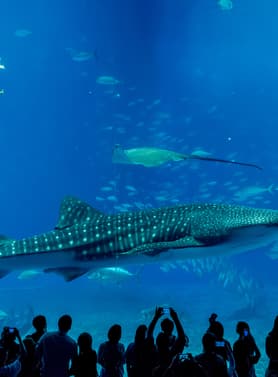 19688 ทัวร์ญี่ปุ่น วัน 3 คืน FD034 พิพิธภัณฑ์สัตว์น้ำชุราอูมิ ผามันซาโมะ 4 บิน Thai AirAsia