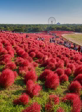 20543 ทัวร์ญี่ปุ่น วัน 4 คืน  6 บิน ไทยแอร์เอเชียเอกซ์