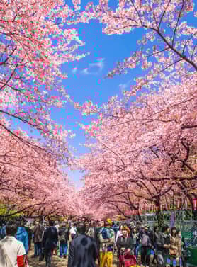 21438 ทัวร์ญี่ปุ่น วัน 4 คืน  6 บิน All Nippon Airways