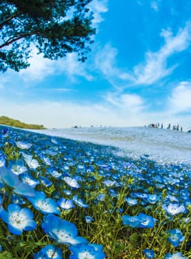 21439 ทัวร์ญี่ปุ่น วัน 4 คืน ZGHND-2610NH วัดอาซากุสะ ถนนนาคามิเซ ช้อปปิ้งชินจูกุ ศาลเจ้าโคมิตาเคะ 5 บิน All Nippon Airways