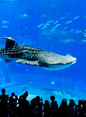 21450 ทัวร์ญี่ปุ่น วัน 4 คืน FD037 ศาลเจ้านามิโนะอุเอะ โอกินาว่าเวิลด์ ถ้ำธารมรกตเกียวคุเซ็นโด สวนพฤกษศาสตร์ตะวันออกเฉียงใต้ 5 บิน Thai AirAsia