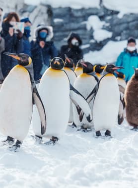 21532 ทัวร์ญี่ปุ่น วัน 3 คืน PJPCTS15-SL สวนสัตว์อาซาฮิยามะ คลองโอตารุ ศาลเจ้าฮอกไกโด 5 บิน Thai Lion Air