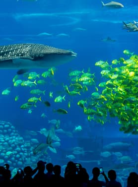 21551 ทัวร์จีน วัน 3 คืน GO1MFM-NX022 สวนสนุกฉางหลง Chimelong Ocean Kingdom สวนสนุก Chimelong Spaceship Park จู่ไห 5 บิน Air Macau