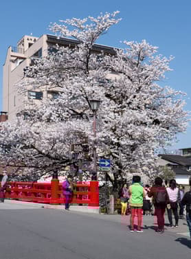 21725 ทัวร์ญี่ปุ่น วัน 3 คืน CXJKIX7 งานประดับไฟนาบานะ โนะ ซาโตะ ชิราคาวาโกะ ถนนซันมาจิซูจิ สะพานนาคาบาชิ 5 บิน ไทยแอร์เอเชียเอกซ์