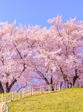 21738 ทัวร์ญี่ปุ่น วัน 4 คืน GO2NRT-TG093 หอระฆังโทคิโนะคาเนะ หลวงพ่อโต ไดบุตสิ โกเทมบะพรีเมี่ยมเอ้าเล็ต หมู่บ้านน้าใส โอชิโนะฮักไก (ซากุระ) 6 บิน การบินไทย