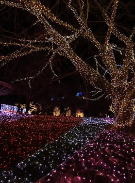 21753 ทัวร์ญี่ปุ่น วัน 3 คืน WEJP-JTWF2026 วัดอาซากุสะ ถนนนากะมิเสะ เทศกาลงานประดับไฟซากะมิโกะ ลานสกี ฟูจิเท็น 6 บิน ไทยแอร์เอเชียเอกซ์