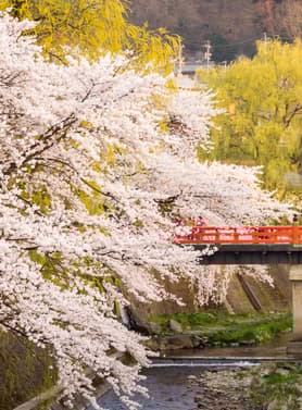 21927 ทัวร์ญี่ปุ่น วัน 4 คืน GO2NGO-TG078 หมู่บ้านชิราคาวาโกะ สวนเคนโระคุเอ็น พิพิธภัณฑ์ไดโนเสาร์ ปราสาทโอซาก้า 6 บิน การบินไทย