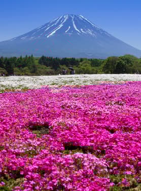 21954 ทัวร์ญี่ปุ่น วัน 3 คืน GO2HND-TG044 วัดโคโตคุอิน หอระฆังโทคิโนะคาเนะ สวนดอกไม้อาชิคาเงะ ห้างไดเวอร์ซิตี้ บืน TG (BKK) 6 บิน การบินไทย