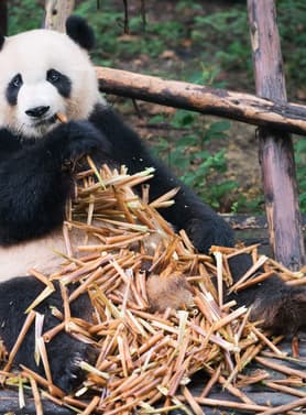 22076 ทัวร์จีน วัน 5 คืน PCN-TFU12A-EU ภูเขาสี่ดรุณี ศูนย์อนุรักษ์หมีแพนด้า อุทยานจิ่วจ้ายโกวเต็มวัน ไท่กู่หลี่ 6 บิน เฉิงตู แอร์ไลน์