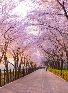 22135 ทัวร์เกาหลี วัน 3 คืน WEKR-KBB2026 สวนป่าแห่งโซล เอเวอร์แลนด์ธีมปาร์ค พระราชวังชางด็อกกุง ทะเลสาบซอกชน 5 บิน Jeju Air