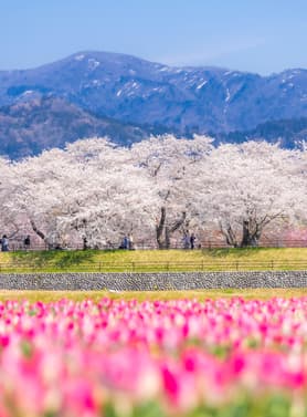 22201 ทัวร์ญี่ปุ่น วัน 4 คืน อาซาฮีฟุนะกาว่า หมู่บ้านชิราคาวาโกะ ช้อปปิ้งชินไซบาชิ 7 บิน Singapore Airlines