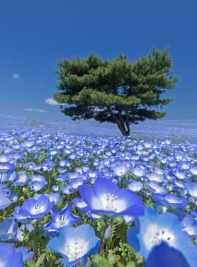 22229 ทัวร์ญี่ปุ่น วัน 4 คืน วัดอาซากุสะ หมู่บ้านโอชิโนะฮัคไค สวนฮิตาชิ ซีไซด์ ปาร์ค สวนโชวะคิเนน 6 บิน All Nippon Airways