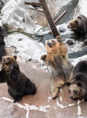 22253 ทัวร์ญี่ปุ่น วัน 4 คืน BT-CTS_W06_XJ ศูนย์อนุรักษ์พันธุ์หมีสีน้ำตาล โรงงานช็อกโกแลต  ชิโรอิ โคอิบิโตะ เทศกาลประดับไฟโทยะ 6 บิน ไทยแอร์เอเชียเอกซ์