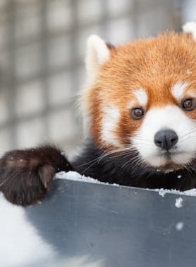 22291 ทัวร์ญี่ปุ่น วัน 3 คืน JXJ2633 สัตว์อาซาฮิยาม่า หมู่บ้านราเมนอาซาฮิคาว่า Otokoyama Sake Brewery Museum 5 บิน ไทยแอร์เอเชียเอกซ์