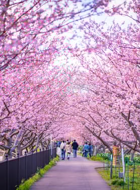 22325 ทัวร์ญี่ปุ่น วัน 3 คืน JXJ233X ตลาดปลา ฟูจิเท็นสโนว์รีสอร์ ย่านชินจูกุ สวนโออิชิปาร์ค 5 บิน ไทยแอร์เอเชียเอกซ์