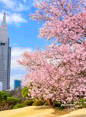 22400 ทัวร์ญี่ปุ่น วัน 4 คืน GO2NRT-TG097 ชมวิวฟูจิ จุคโคคุ พาส สวนดอกบ๊วยอาตามิ วัดอาซากุสะ 6 บิน การบินไทย