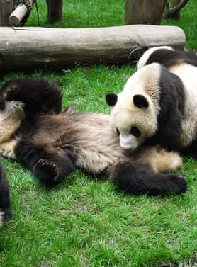 22497 ทัวร์จีน วัน 2 คืน ZGTFU-26113U ศูนย์อนุรักษ์แพนด้า ร้านหนังสือจงซูเก๋อ สะพานหนานเฉียว 4 บิน Sichuan Airlines