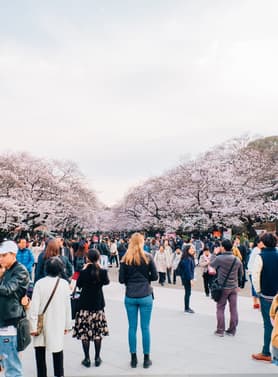 22512 ทัวร์ญี่ปุ่น วัน 3 คืน NRT61 สวนอูเอโนะ สวนจิโดริงะฟูจิ ชมซากุระริมทะเลสาปคาวากูจิโกะ เมกุโระ 5 บิน ไทยแอร์เอเชียเอกซ์