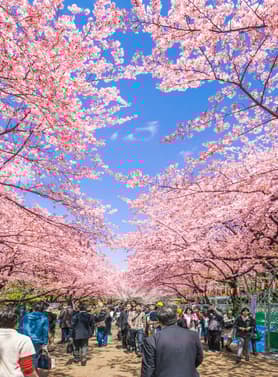 22514 ทัวร์ญี่ปุ่น วัน 3 คืน NRT65 ซากุระริมแม่น้ำอุรุอิ หมู่บ้านน้ำใส ซากุระ SHINASHO RIVER สวนอูเอโนะ 5 บิน ไทยแอร์เอเชียเอกซ์