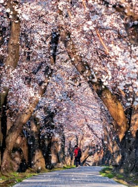 22564 ทัวร์ญี่ปุ่น วัน 4 คืน SHNTGNGO2  โอโนะ ซากุระ สึสึมิ ไคโร ซากุระเซวารินเท วัดโชกุนซุกะเซริวเด็น (ซากุระ) 6 บิน การบินไทย