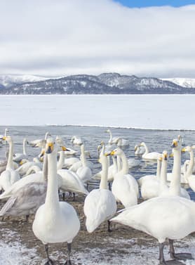 22582 ทัวร์ญี่ปุ่น วัน 4 คืน GK4312XJ ตลาดปลาคุชิโระ หมู่บ้านชนเผ่าไอนุ สวนชิคิไซโนะไอกะ สวนสัตว์อาซาฮิยาม่า 6 บิน ไทยแอร์เอเชียเอกซ์