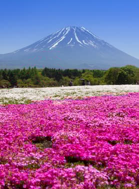 22595 ทัวร์ญี่ปุ่น วัน 3 คืน BT-NRT_S07_XJ พงค์มอส วัดอาซากุสะ โอชิโนะฮัคไค ชินจูกุ 5 บิน ไทยแอร์เอเชียเอกซ์