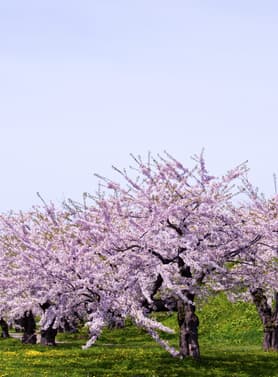 22601 ทัวร์ญี่ปุ่น วัน 4 คืน GO2CTS-XJ035 ป้อมดาวโกะเรียวคะคุ โนโบริเบทสึ ทะเลสาบโทย ตลาดเช้าฮาโกดาเตะ 6 บิน ไทยแอร์เอเชียเอกซ์