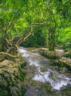 22636 ทัวร์จีน วัน 5 คืน SHMUKMGKWE3 สวนกุหลาบพันปีร้อยลี้ สวนซากุระผิงป้า หมู่บ้านชนเผ่าแม้วซีเจียง อุทยานเสี่ยวชีโขง (ซากุระ) 6 บิน China Eastern Airlines