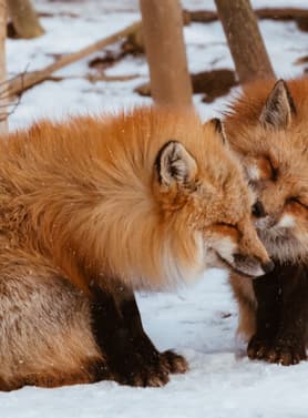 22642 ทัวร์ญี่ปุ่น วัน 4 คืน XJ347 หมู่บ้านจิ้งจอก หมู่บ้านโออุจิ จูคุ ซากปราสาทอาโอบะ ถนนคลิสโรด (หิมะ) 6 บิน ไทยแอร์เอเชียเอกซ์