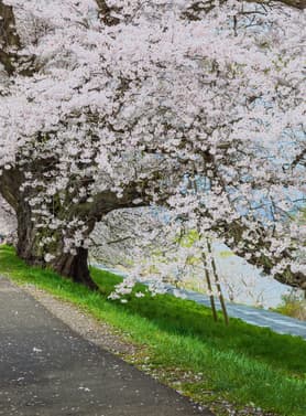 22712 ทัวร์ญี่ปุ่น วัน 3 คืน GO2SDJ-XJ008 ชมซากุระรอบ ปราสาทสึรุกะ ชมซากุระ สวนสาธารณะไคเซซังเอ็น จุดชมซากุระพันต้น ฮิโตะเมะ เซ็มบงซากุระ  (ซากุระ) 5 บิน ไทยแอร์เอเชียเอกซ์