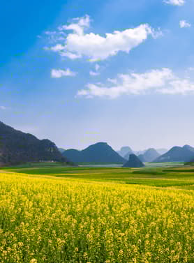 22768 ทัวร์จีน วัน 3 คืน GO1CNXKMG-DR007 ทุ่งมัสตาร์ด เทือกเขาไก่ทอง ภูเขาซากุระหยีเหลียง 4 บิน Ruili Airlines