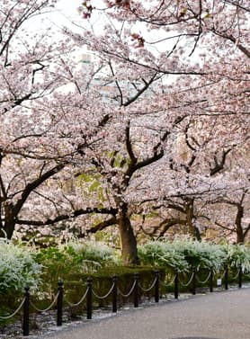 22773 ทัวร์ญี่ปุ่น วัน 4 คืน GO2NGO-TG082 ทะเลสาบคาวากุจิโกะ วัดไทเซคิจิ สวนอุเอโนะ วัดอาซากุซะ (ซากุระ) 7 บิน การบินไทย