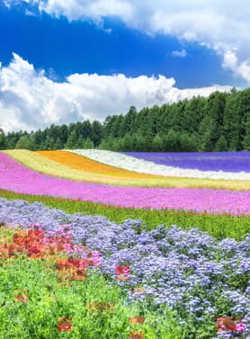 22775 ทัวร์ญี่ปุ่น วัน 4 คืน GO2CTS-VZ002 นิงเกิ้ลเทอเรส สระน้ำสีฟ้าชิโรกาเนะ น้ำตกชิราฮิเกะ สวนสัตว์อาซาฮิยามะ 6 บิน VietJet Air