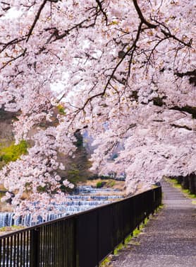 22781 ทัวร์ญี่ปุ่น วัน 3 คืน BT-KIX_S02_XJ สวนสาธารณะนารา วัดสึโบซากะเดระ ศาลเจ้าเฮอัน ถนนสายนักปราชญ์ 5 บิน ไทยแอร์เอเชียเอกซ์