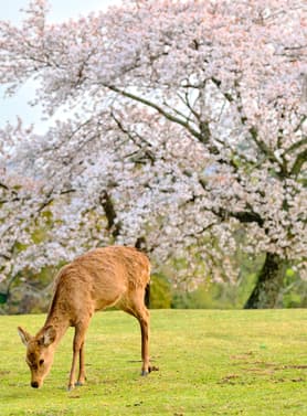 22813 ทัวร์ญี่ปุ่น วัน 4 คืน VN013 สวนป่าไผ่ สะพานโทเก็ตสึเคียว วัดโทไดจิ สวนนารา 6 บิน Vietnam Airlines