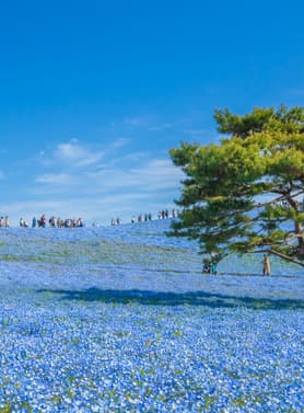 22879 ทัวร์ญี่ปุ่น วัน 4 คืน XJ346 ศาลเจ้าโออาไรอิโซซากิ ตลาดปลานาคามินาโตะ สวนฮิตาชิ ซีไซด์ ศาลเจ้าฮิคาวะ 6 บิน ไทยแอร์เอเชียเอกซ์