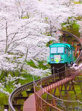 22912 ทัวร์ญี่ปุ่น วัน 4 คืน JPL-HND-03 วัดชูซอนจิ ล่องเรือหุบเขาเกบิเคอิ ซากุระนิชชูเซน สวนชิบะซากุระเมืองอิจิไค (ซากุระ) 7 บิน Japan Airlines