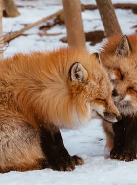 22924 ทัวร์ญี่ปุ่น วัน 3 คืน GO2SDJ-XJ010 เทือกเขาซาโอะ รูปปั้นไดเมียวดาเตะ มาซามุเนะ ถนนอิจิบังโจ หมู่บ้านสุนัขจิ้งจอกซาโอะ 5 บิน ไทยแอร์เอเชียเอกซ์