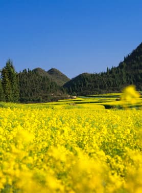 22932 ทัวร์จีน วัน 3 คืน 2UKMG-KY002 หุบเขาซากุระหยีเหลียง สวนน้ำตกคุนหมิ ชมดอกมัสตาร์ทสีทอง สวนลาวหยูเหอ 4 บิน Kunming Airlines