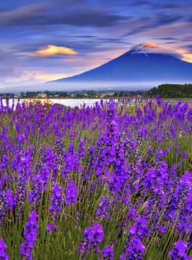 22934 ทัวร์ญี่ปุ่น วัน 3 คืน BT-NRT_S12_XJ วัดอาซากุสะ ถนนนากามิเสะ สวนโออิชิ ปาร์ค ชั้นที่ 5 ของภูเขาไฟฟูจิ 5 บิน ไทยแอร์เอเชียเอกซ์