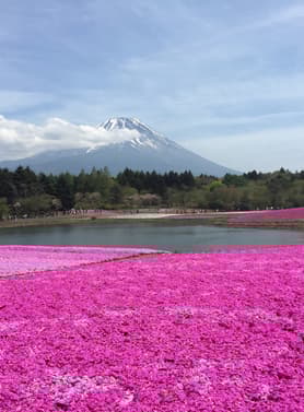 22956 ทัวร์ญี่ปุ่น วัน 3 คืน NRT66 พิพิธภัณฑ์แผ่นดินไหว FUJI SHIBAZAKURA PARK ย่านฮาราจูกุ HARRY POTTER SHOP HARAJUKU 5 บิน ไทยแอร์เอเชียเอกซ์