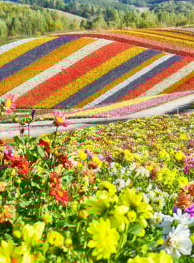 22974 ทัวร์ญี่ปุ่น วัน 4 คืน GO2CTS-VZ003 หมู่บ้านราเมงอาซาฮิคาวะ สวนสัตว์อาซาฮิยามะ สวนชิกิไซโนะโอกะ ทุ่งดอกไม้หลากสี 6 บิน ไทยเวียตเจ็ท