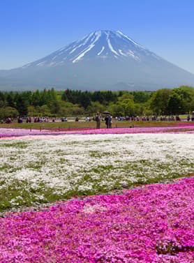 23006 ทัวร์ญี่ปุ่น วัน 3 คืน ZGCTS-2610VZ ทุ่งดอกพิงค์มอส หอนาฬิกาซัปโปโร สวนโอโดริ อาซาฮิกาว่า 5 บิน ไทยเวียตเจ็ท