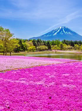 23042 ทัวร์ญี่ปุ่น วัน 4 คืน JTG292 เทศกาลฟูจิชิบะซากุระ ปราสาทมัตสึโมโต้ หมู่บ้านมรดกโลกชิราคาวาโกะ 6 บิน การบินไทย