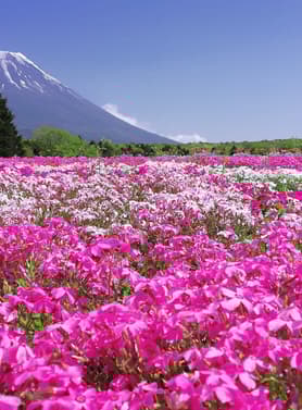 23314 ทัวร์ญี่ปุ่น วัน 3 คืน CXJNRT17 วัดนาริตะซัน หมู่บ้านน้ำใส หมู่บ้านโบราณอิยาชิโนะ ย่านชินจูกุ 5 บิน ไทยแอร์เอเชียเอกซ์