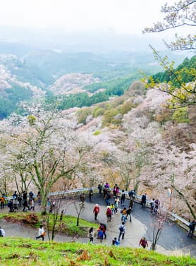 23318 ทัวร์ญี่ปุ่น วัน 3 คืน CXJKIX10 วัดคิมปุเซ็นจิ ชิราคาวาโกะ สะพานนาคาบาชิ ศาลเจ้าฟูชิมิ อินาริ 5 บิน ไทยแอร์เอเชียเอกซ์