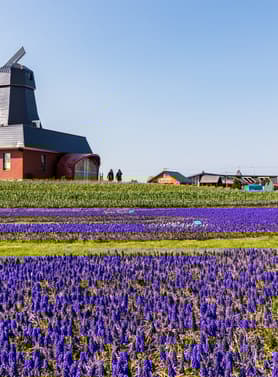 23334 ทัวร์ญี่ปุ่น วัน 4 คืน JPL-CTS-11 ฟาร์มสุนัขจิ้งจอกฮอกไกโด ทุ่งดอกทิวลิป  น้ำตกกิงกะ (ผ่อนชำระได้) 7 บิน Japan Airlines