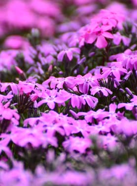 23356 ทัวร์ญี่ปุ่น วัน 4 คืน JPL-CTS-12 หมู่บ้านจิิ้งจอก สวนดอกชิบะซากุระ ล่องเรือชมวาฬ 7 บิน Japan Airlines