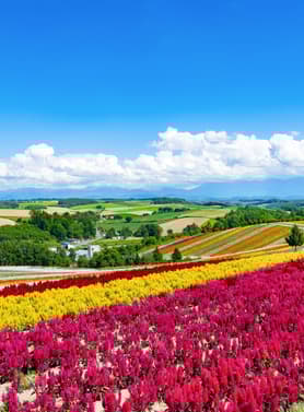 23464 ทัวร์ญี่ปุ่น วัน 3 คืน JXJ295 เนินพระพุทธเจ้า ฟาร์มโทมิตะ สวนชิกิไซโนะโอ คลองโอตารุ 5 บิน ไทยแอร์เอเชียเอกซ์